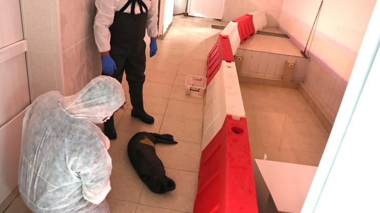 Ölmek üzereyken kurtarılan yavru fok, Eskişehirde hayata tutundu