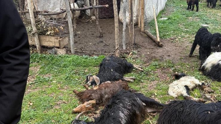 Sokak köpekleri saldırdı; 18 keçi öldü