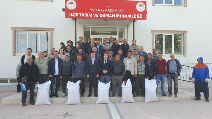 Mutta 7 ton nohut tohumu dağıtıldı
