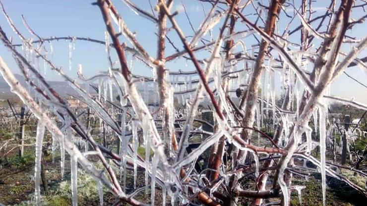 Meteorolojiden Egede 4 il için zirai don uyarısı