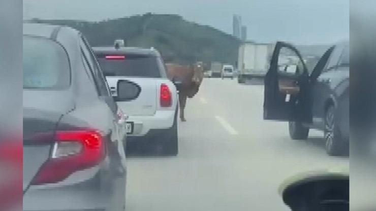 Otobana çıkan boğa, sürücülere zor anlar yaşattı