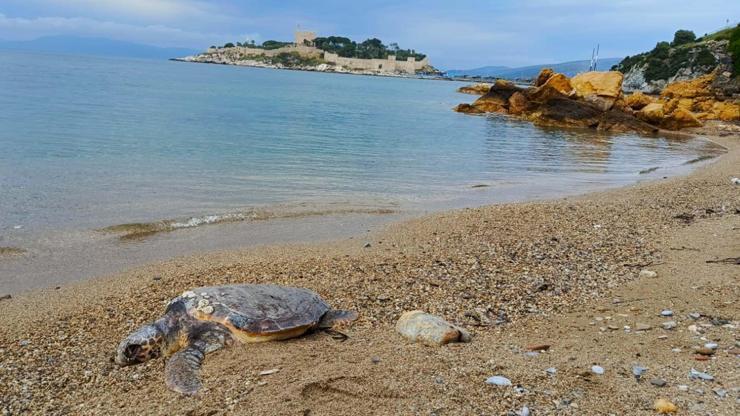 Kuşadasında ölü deniz kaplumbağası kıyıya vurdu