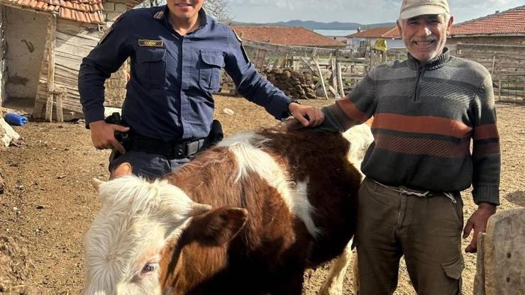 Kırşehirde Büyükbaş Hayvan Kayboldu, Jandarma Buldu