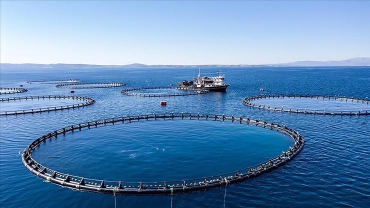 Karadeniz Bölgesinin su ürünleri ihracatı ilk çeyrekte 62 milyon doları aştı