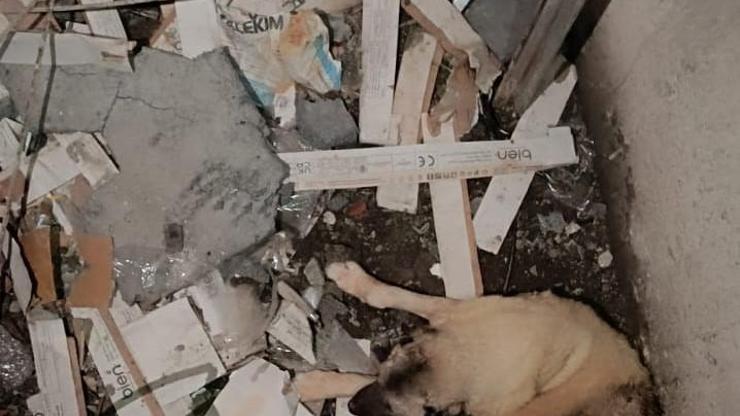 Asansör boşluğuna düşen köpek kurtarıldı