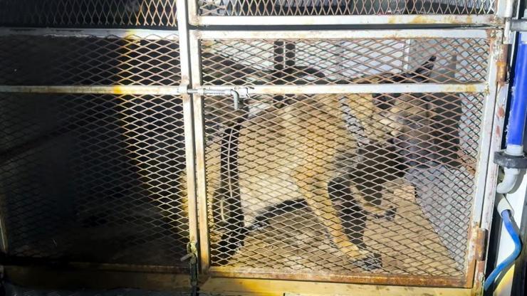 Bitliste köpeklerin altından uyuşturucu çıktı
