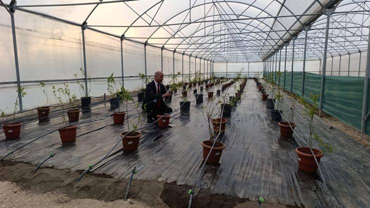 Niğde’de yaban mersini üretimi başladı