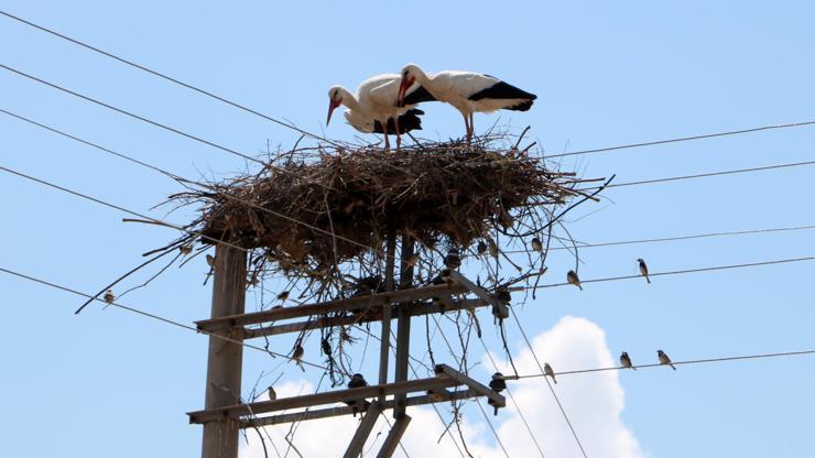 Elektrik direği, 18 yıldır leyleklerin yuvası