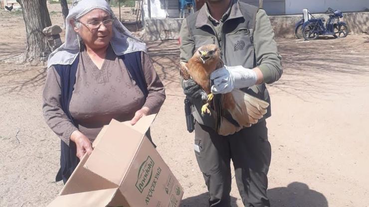 Kırşehirde vatandaşın yaralı bulduğu kızıl şahin tedaviye alındı