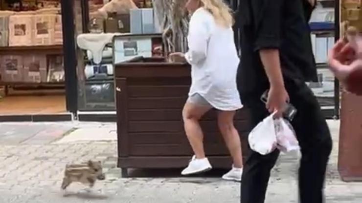 Yavru yaban domuzu iş yerine daldı; o anlar kamerada
