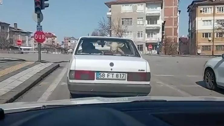 Buzağıyı otomobille veterinere götürdüler