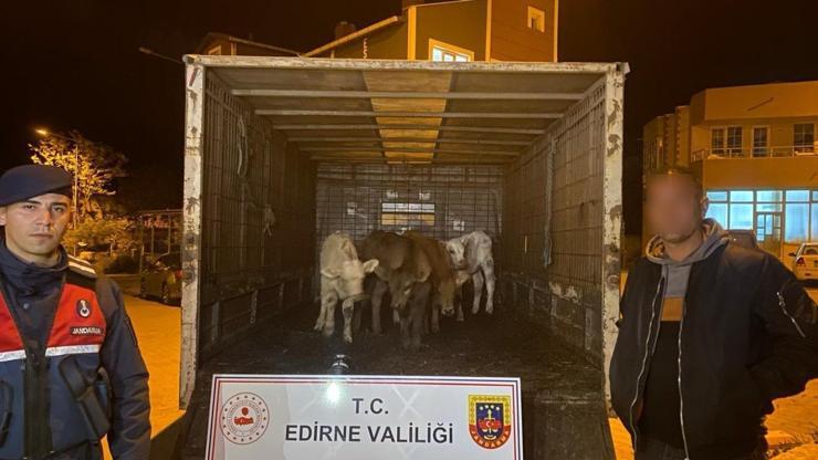 Edirnede çalınan 6 koyunu jandarma dron yardımıyla buldu; 2 gözaltı