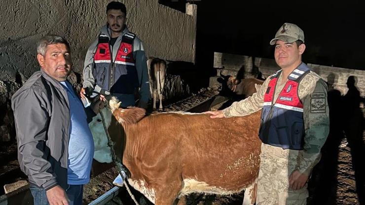 Çalınan 4 büyükbaş hayvan sahibine teslim edildi