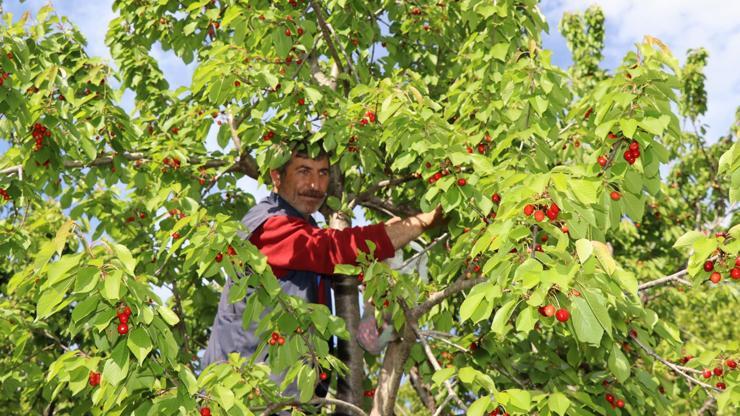 Oltuda misafir kirazında hasat zamanı