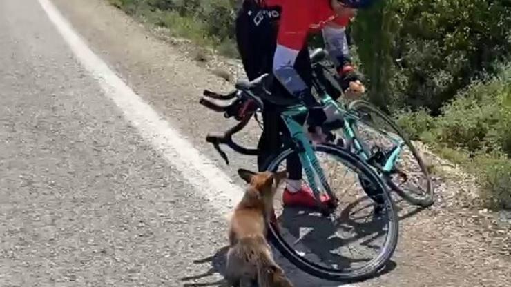 Gelibolu Yarımadasında aç tilkiyi eliyle besledi