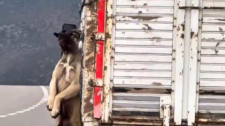 Kasasında köpek iple asılı halde seyrederken görüntülenen kamyonetin sürücüsüne adli işlem