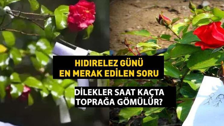 Gül Ağacı Ritüel Saati Gül ağacının altına dilek ne zaman gömülür Hıdrellezde zaman önemli mi Dilek ne zaman asılır