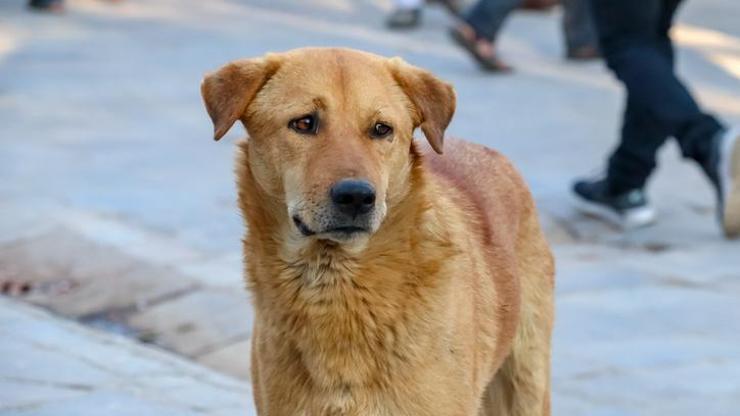 SON DAKİKA HABERİ... AYM sokak hayvanları düzenlemesinin iptalini reddetti