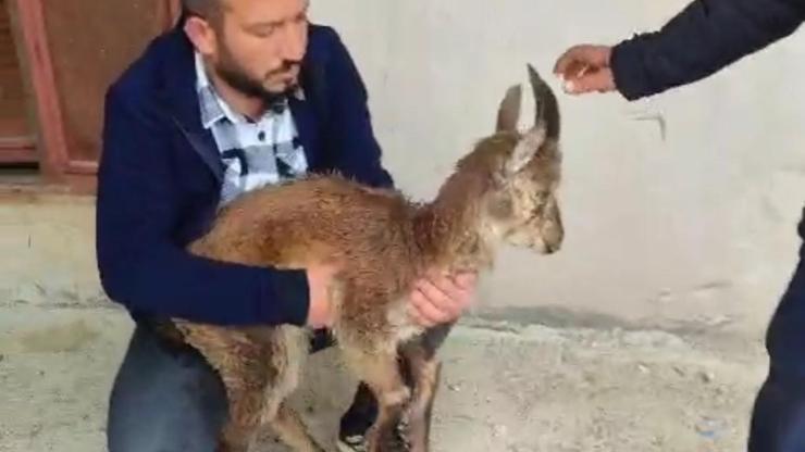Yaban Keçisi Tedavi Altına Alındı