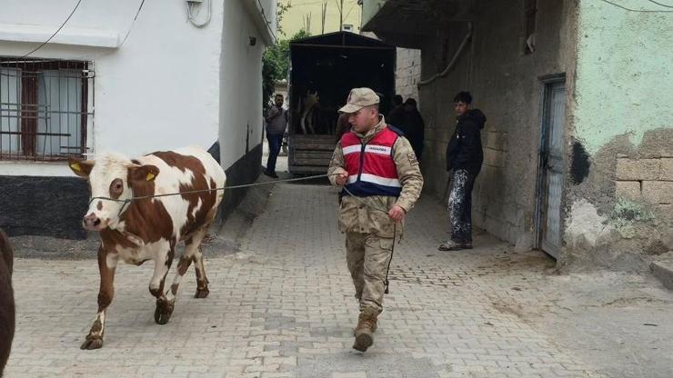 Şanlıurfa’da çalınan 26 hayvan bulundu