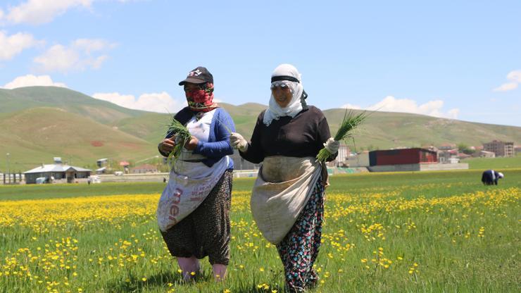 Yüksekovada kadınların pancar otu toplama mesaisi başladı