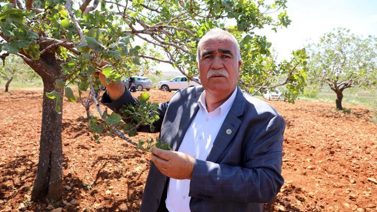Antep fıstığında zirai don kaybı büyük
