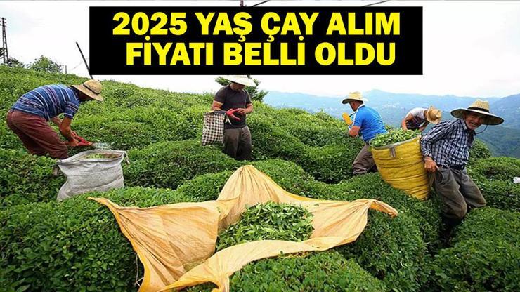 2025 YAŞ ÇAY ALIM FİYATI: Yaş Çay Alım Fiyatı Ne Kadar Oldu Tarım ve Orman Bakanlığı’ndan Yaş Çay Açıklaması