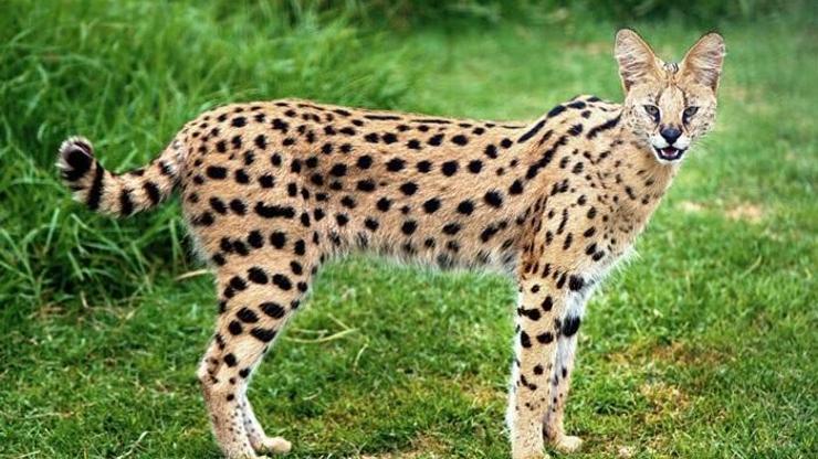 Savannah Kedisi Özellikleri Nelerdir Savannah Kedisi Bakımı Nasıl Yapılır