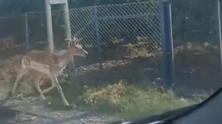 Hatayda alageyik görüldü