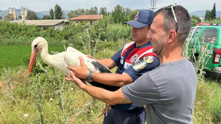 Aydında avcıların vurduğu yaralı leylek, 3 aylık tedavinin ardından doğal ortamına bırakıldı