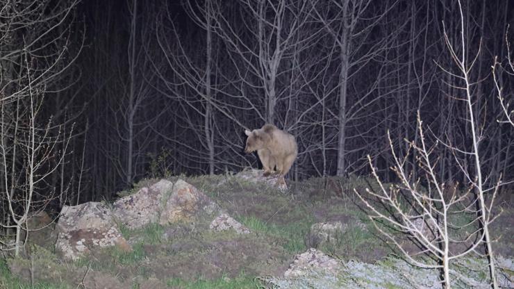 Nemrut’ta kış uykusundan uyanan ayılar bu yıl ilk kez görüntülendi