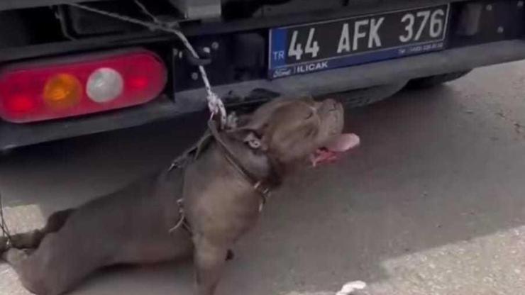 Malatyada pitbull dehşeti Kalabalığın arasına dalıp bir kadını ısırdı