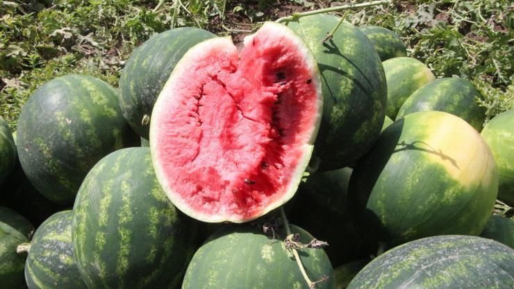 Adana’da sezonun ilk karpuz hasadı başladı; tarlada kilosu 7 TL