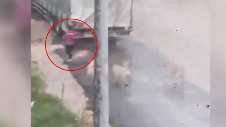 Başıboş köpeklerin çocuğu kovaladığı anlar kamerada