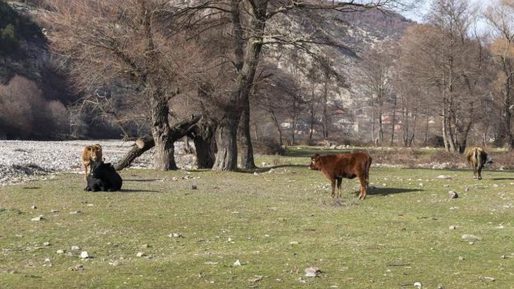 Doğal Seçilim Nedir Doğal Seleksiyon İle Yapay Seleksiyon Farkları Nelerdir