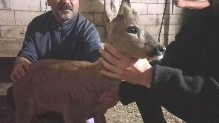 Gaziantepte Köpek Saldırısından Kurtarılan Yavru Karaca Tedavi Edildi