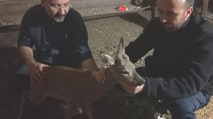Gaziantepte Köpek Saldırısı: Yaralı Karaca Tedavi Edildi