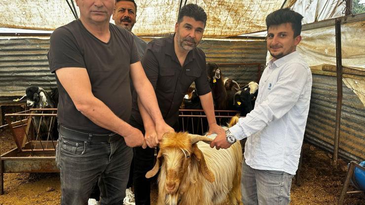 Erdemlide Kurbanlık Satışları Başladı
