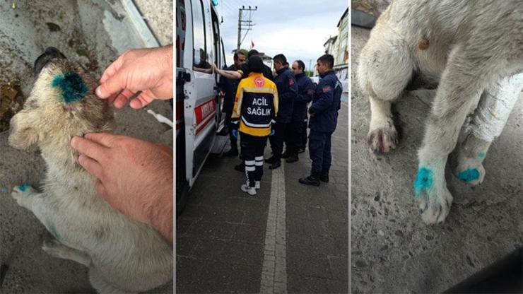 Yer: Zonguldak... Bu kez insan köpeği ısırdı