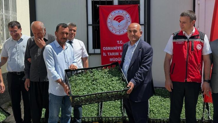 Bahçede Çiftçilere Destek: 118 Bin Domates Fidesi Dağıtıldı