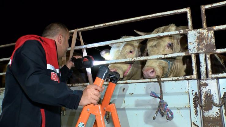 İstanbulda Kurbanlık Hayvan Girişleri Başladı