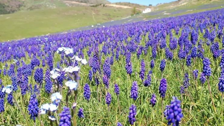 2 bin rakımlı yayla, dağ sümbülleriyle renklendi