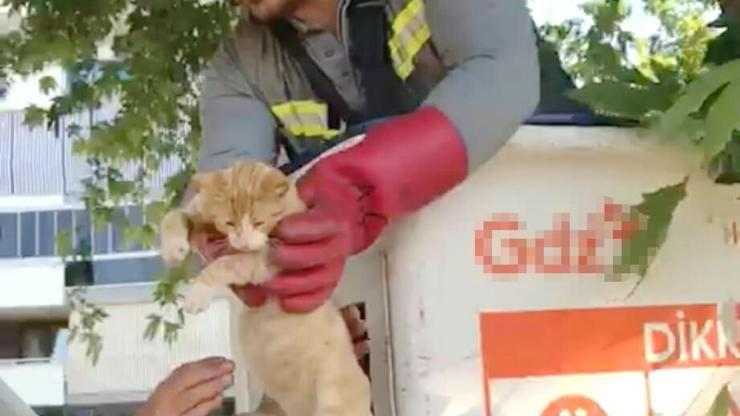 Salihlide ağaçta mahsur kalan kedi kurtarıldı