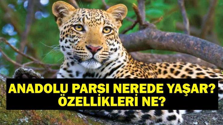 Anadolu Parsı Nerede Yaşar, Ne Kadar Yüksekte Nesli Tükenmekte Olan Anadolu Parsının Özellikleri Ne Bakan Yumaklı O Görüntüleri Paylaştı