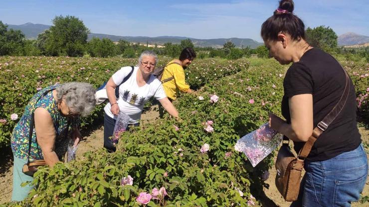 Güneykentte gül turizmi hazırlığı