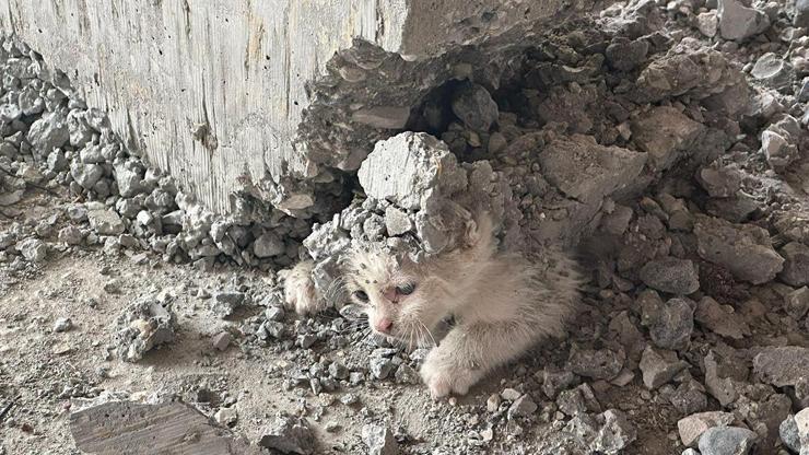 İnşaata giren yavru kedinin üzerine beton döküldü Mucizevi kurtuluş