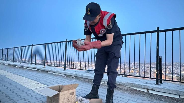 Kiliste yol kenarında bulunan kartal yavruları koruma altına alındı