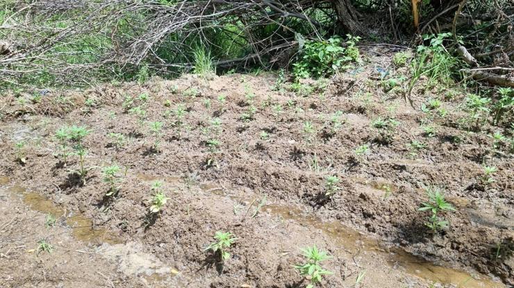 Bingölde 330 kök kenevir bitkisi ele geçirildi