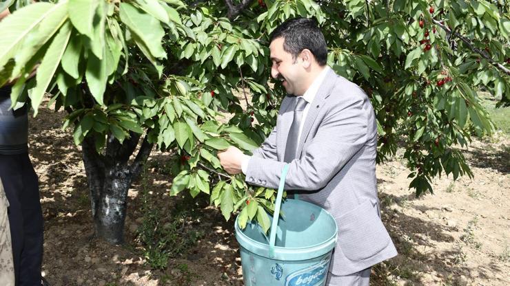 Belen’de yılın ilk kirazı hasat edildi