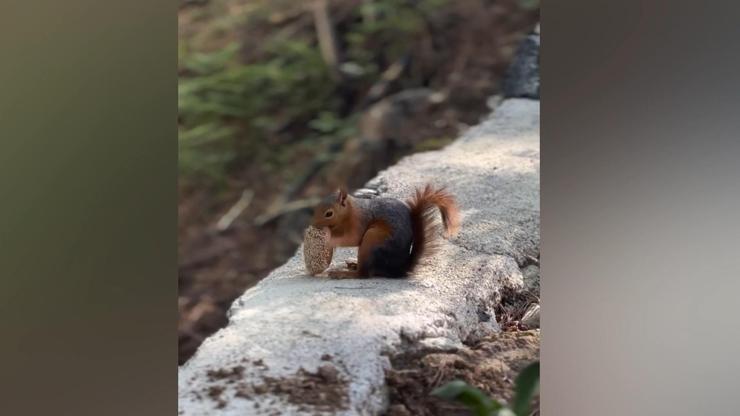 Amanoslar’da kömbe yiyen sincap görüntülendi